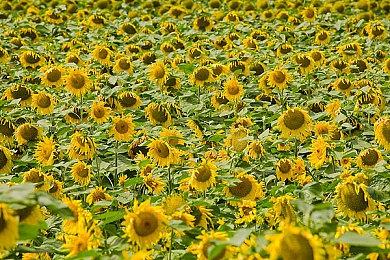 《怪物猎人：荒野》长枪介绍 明年正式发售